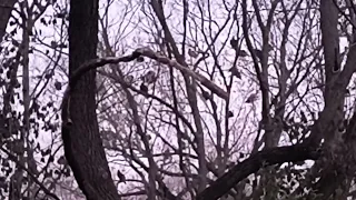 turkey vultures coming to roost