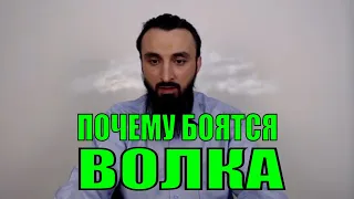 КАДЫРОВ БОРЕТСЯ С ВОЛКОМ. ОРЛЫ ВИСЯТ-КАКОЙ ПОЗОР