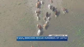 Cattle drive rescues some of herd stranded in Texas flooding