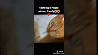 у меня тож кота звать Симба.