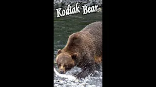 🐻 Kodiak Bear catching & eating Salmon 🐟 #Shorts