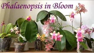 Windowsill Phalaenopsis in Bloom in March
