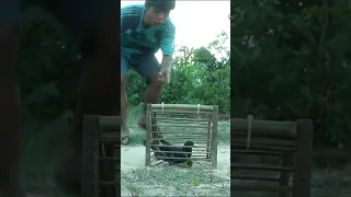 Amazing Bamboo Trap # Bird Trap #shorts_video