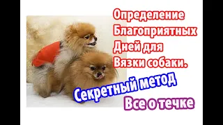 Определение благоприятных дней для вязки собаки. Секретный метод. Все о течке собаки.