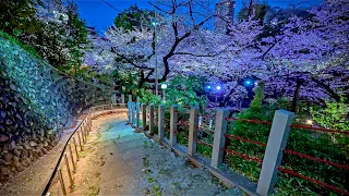 Japan - Northern Tokyo Cherry Blossoms Illumination Walk | Latest DJI RS 4 Test • 4K HDR