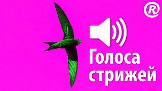 Голоса стрижей. Замедленная съёмка. Чёрный стриж / Juodasis čiurlys / Common swift / Apus apus.