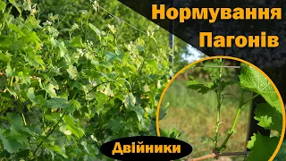 Нормування пагонів винограду. Формування кущів зеленими пагонами. Навантаження гронами