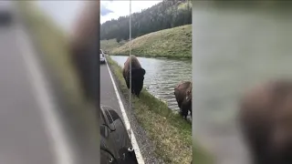 Video Extra: Yellowstone bison charges car, pops tire