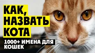 1000+ имена для котов. Правила, как назвать кота. Имена, рыжих, черных, белых, серых котов и кошек