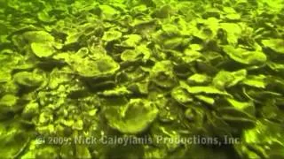 Oyster Restoration Video for Students