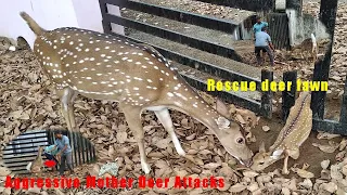 Rescue Deer Fawn | baby deer| Aggressive Mother Deer Attacks (with explanation)