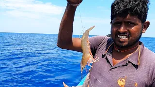 Giant Trevally Fish Caught Using Live Prawns