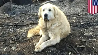 Dog guards burned down home for 1 month until owner returns - TomoNews