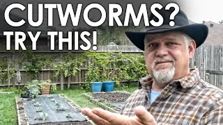 Got Cutworms? Try These Methods! || Black Gumbo