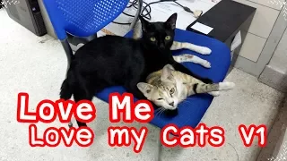 Love me Love my Cats V1