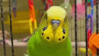 You're Amazing! Sweet Bird - Boba the Budgie - Talking Parakeet