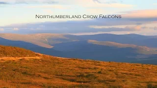 Falconry 5 | Northumberland Crow Falcons