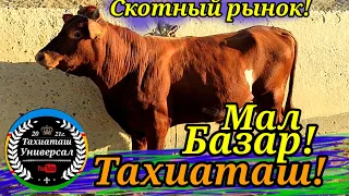 🐃МАЛ БАЗАР🐄СКОТНЫЙ РЫНОК#тахиаташ#каракалпакистан#узбекистан#казакстан#россия#базар#рынок#коровы#бык