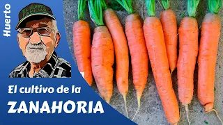 HOW TO GROW CARROTS? FULL GUIDE