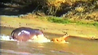 MOST AMAZING EVER Hippo Attacks Crocodile To Save Antelope.