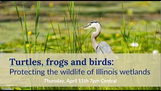 Turtles, frogs and birds: Protecting the wildlife of Illinois wetlands