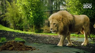 Keeper Chat - Meet our African lions!