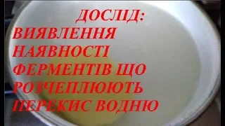 ВИЯВЛЕННЯ НАЯВНОСТІ ФЕРМЕНТІВ ЩО РОЗЧЕПЛЮЮТЬ ПЕРЕКИС ВОДНЮ (ДОСЛІД) (перекис водню і картопля)