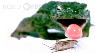 What Makes This Frog's Tongue So Fast AND Sticky? | Deep Look