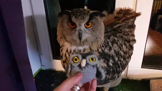 Uhooter. Yoll the eagle-owl evaluates new kitchen terrarium