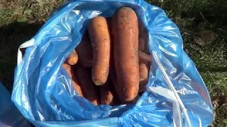 Как хранить морковь до лета (ЛУЧШИЙ СПОСОБ)