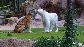 White Tiger vs Bengal Tiger - Loro Parque - Tenerife [Full HD]