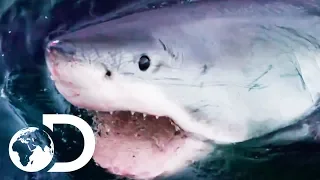 The Most Terrifying Great White Shark Encounters! | Shark Week 2019 | Discovery UK