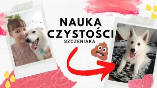 Jak nauczyć szczeniaka czystości? 💩 Jak nauczyć psa załatwiania się na dworze? Nauka czystości