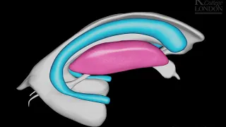 basal ganglia 3D animation