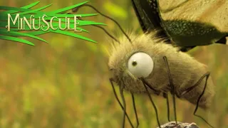 Minuscule - Ugly/Moche (Season 1)