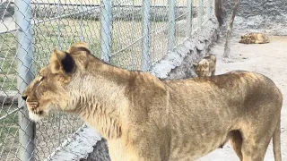 Cute LION CUBS Playing (HD) funny video