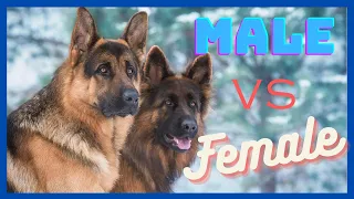 9 Key Differences Between Male and Female German Shepherds