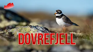 Welcome to DOVREFJELL, Norway || A Wildlife Photography Adventure #1