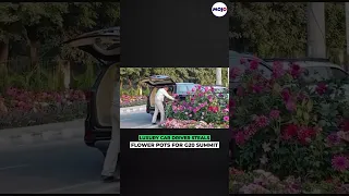G20 Summit News | Luxury Car Driver Caught Stealing Flower Pots For G20 Summit In Delhi #shorts