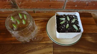SUCCULENT PROPAGATION EXPERIMENT. WHICH ONE SPEEDS UP PROPAGATION? WATER OR SOIL PROPAGATION?
