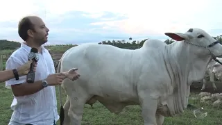 Fazenda JM confirma participação na Expopiracuruca com raças de corte e leite