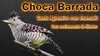 Barred Antshrike aggressive singing with call for teaching puppies!!!