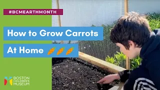 Learn How To Grow Carrots! | Earth Month Gardening Activity for Kids 🥕