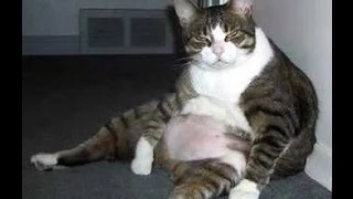 Funny Fat Cats Compilation  - Cute Cat Compilation - Best Fail Cat Compilation Videos FULL HD