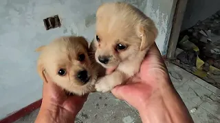 Toby and Sadie -  Two orphan stray puppy siblings depend on each other in the ruins ( Full version )