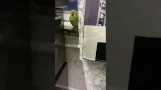 Кеша/ Parrot