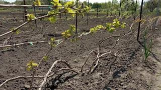 Особенности формировки технических сортов винограда