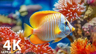 Аквариум 4K ВИДЕО (ULTRA HD) 🐠 Красивые коралловые рифовые рыбки – мирная музыка №9