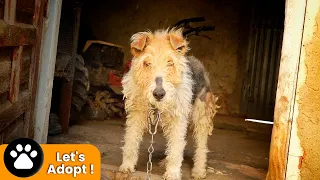 You have never seen anything like this… Dog spent her entire life chained to a wall !