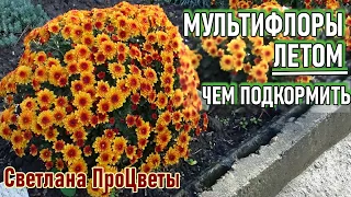 Чем подкормить мультифлору летом в июле для яркого и обильного цветения